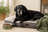 Senior Pet Nutrition: What Changes After Seven
